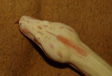 DSC_3394.JPG