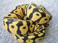 female  pastel YB holdback 016.JPG