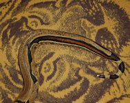 DSC_3362.JPG