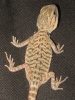 IMG_3306.JPG