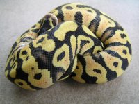 pastel yb females cl 2 006.JPG