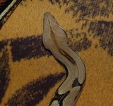 DSC_3371.JPG