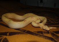 DSC_3401.JPG