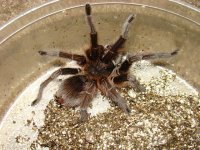 P cancerides.JPG P cancerides.JPG