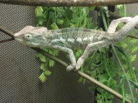 Nosy Faly Male and Bogera 004.jpg