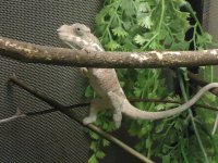 Nosy Faly Male and Bogera 006.jpg