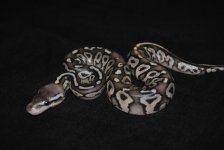 DSC_2941.jpg