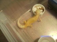 here is my example of female 2 months done layn.jpg