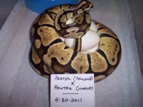 2011 Clutch #1 (mom on eggs).jpg