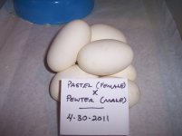 2011 Clutch #1 (eggs alone).jpg