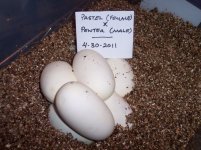 2011 Clutch #1 (eggs in vermiculite).jpg