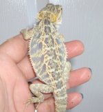 colors 017.jpg