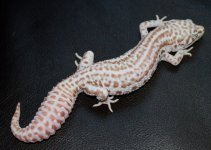 SSBELL ALBINO4.jpg