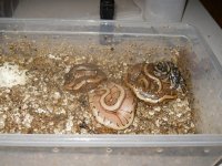 mojave pinstripe 2.JPG