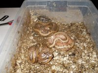 mojave pinstripe.JPG
