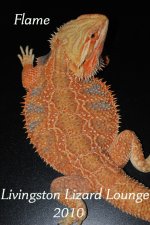 Citrus FireTiger Bearded Dragon ~ Livingston Lizard Lounge 2010.jpg
