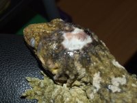 Juliette's Head 014.jpg