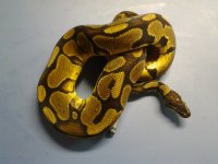 Yellow Bell Male.jpg