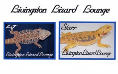 Bearded dragon for sale jpeg107.jpg
