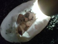 IMG00562-20110818-1337.jpg