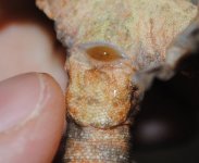 DSC_1241.JPG