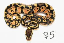 2011-pastel-female6008.jpg