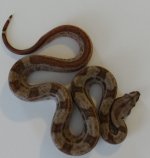 HypoMotley2.jpg