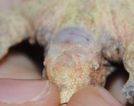 DSC_1239.JPG