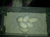 2011-06-29_09-21-18_619.jpg