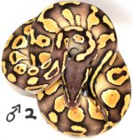 pastel lesser male 2.jpg