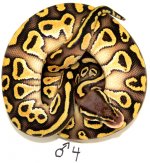 pastel lesser male 4.jpg
