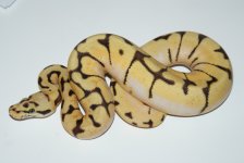 citrusstingerbee1.JPG