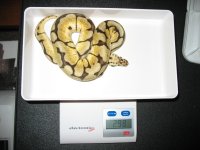 female bumblebee.jpg