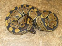Female Het Albino.JPG