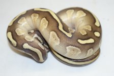 butterreducedhethypom275.JPG