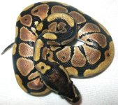 Female2-Aug9th.JPG