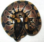 Male2-Aug9th.JPG