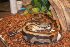 PIED  (63).jpg