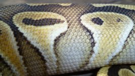 lesser scales.jpg