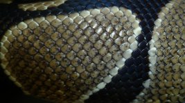 snakes 6 041.jpg