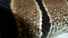 snakes 6 026.jpg