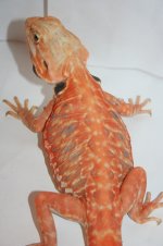silk2.jpg