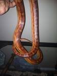 corn snake 1.jpg