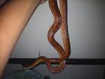 corn snake 2.jpg