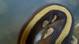 snakes 6 035.jpg