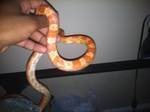 corn snake 3.jpg