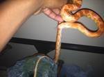corn snake 4.jpg