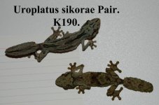 Uroplatus sikorae pair. K190..jpg