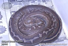 striped bredli -m.jpg