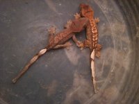 crested geckos.jpg